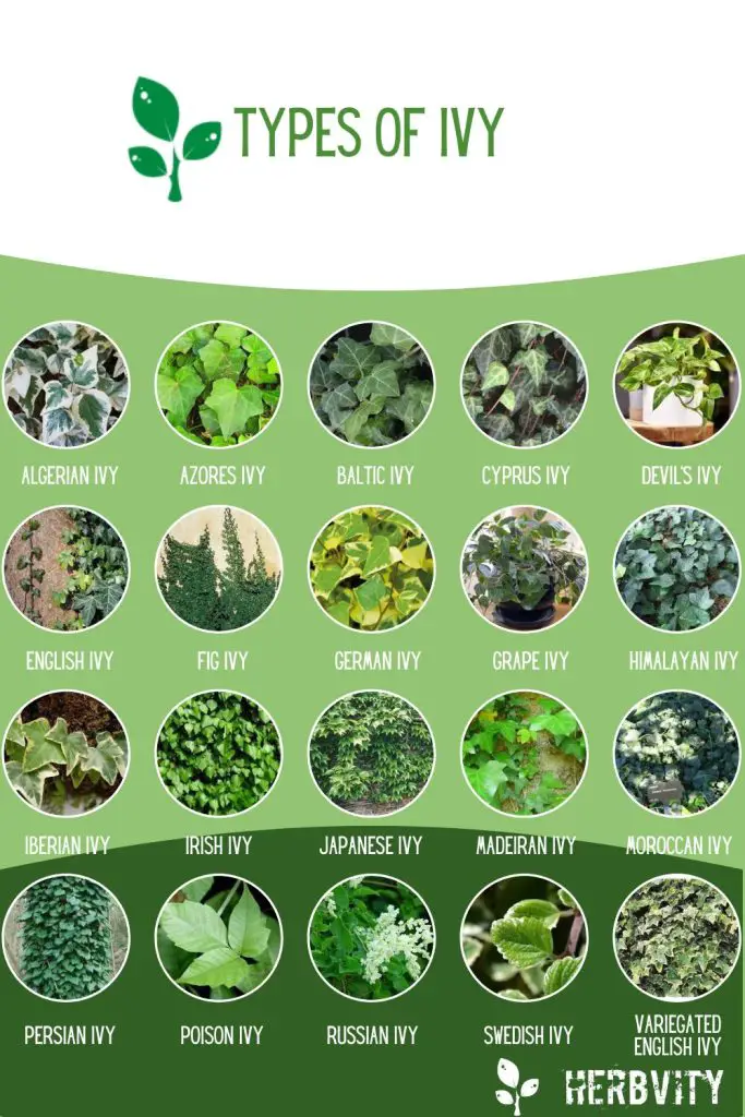 Infographic of different Types of Ivy