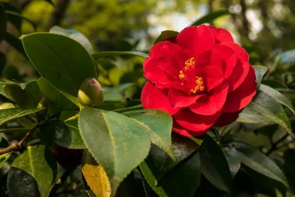 Japanese camellia close-up with green leaves in the background.