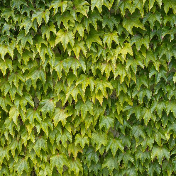 Japanese ivy climbing vine