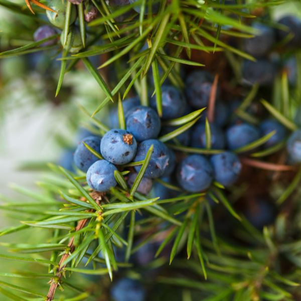 Juniper berries close-up.