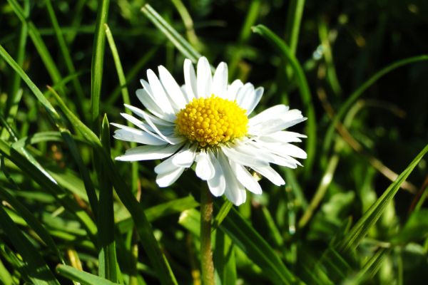 Marguerite daisy growing in the field.