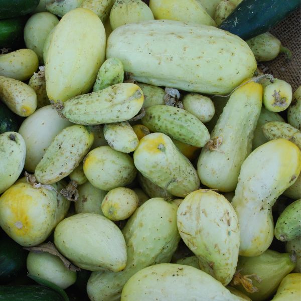Miniature White Cucumbers at a market