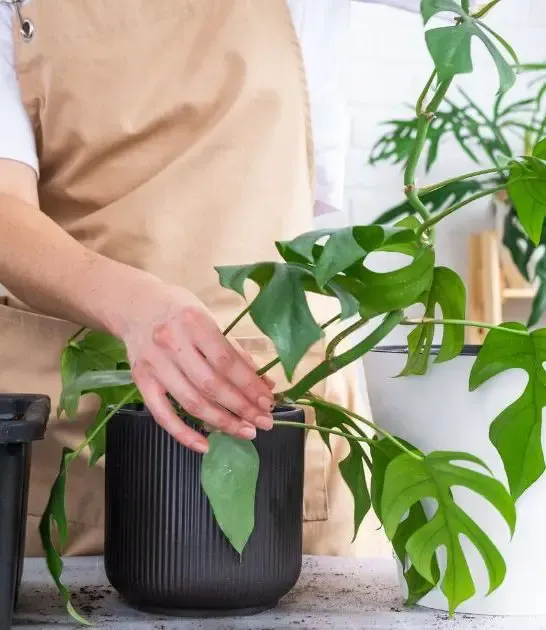 Monstera Minima care