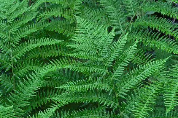 Mother fern close-up.