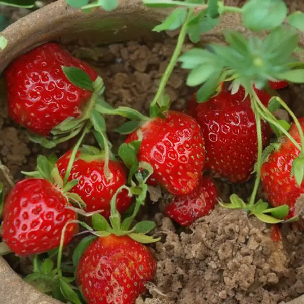 Ovation strawberries in a clay pot