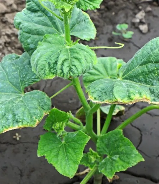 Overwatered Cucumber Plants