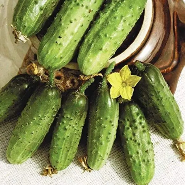 Parisian Gherkin Pickling Cucumbers laid out
