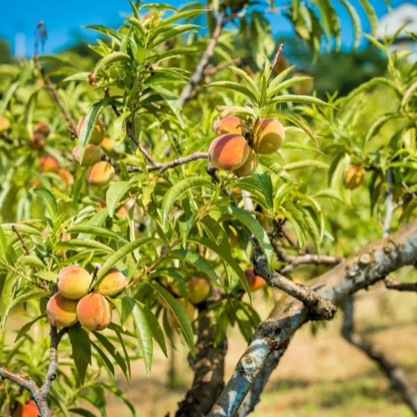 Peach tree in field with ripe peaches on it