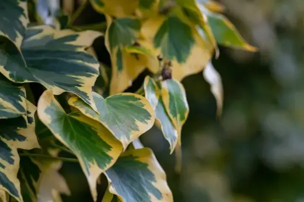 Persian ivy close-up.