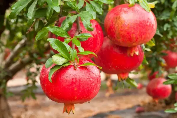 Pomegranate tree growing in a garden.