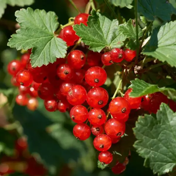 Red currant close-up.
