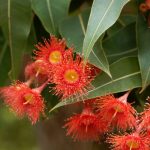 Red flowering gum close-up with green leaves in the background.