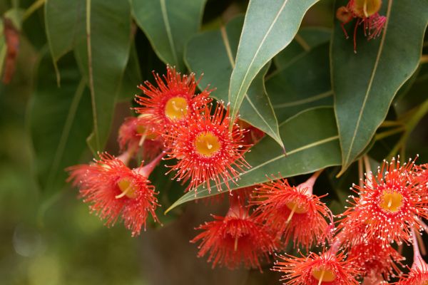 Red flowering gum close-up with green leaves in the background.