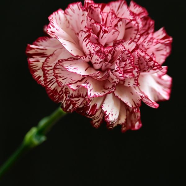 Single Carnation close-up.