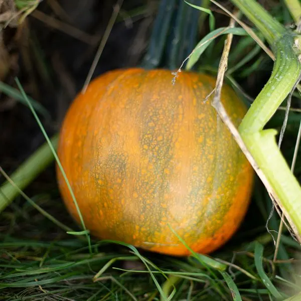 Small pumpkin growing in back garden on ground with thick stem
