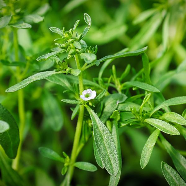 Summer Savory herb close up in a field