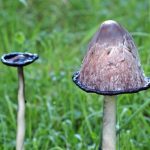 Toadstool mushroom close-up.