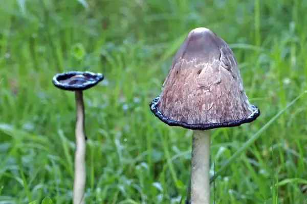 Toadstool mushroom close-up.