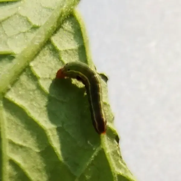 Tomato Cutworm on leaf