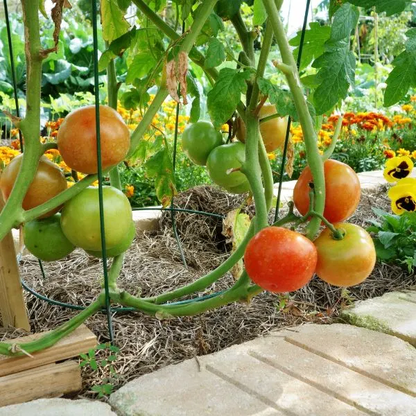 Tomatoes staked in wire cages growing in a row next to nasturtiums