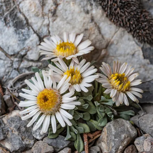 Townsendia scapigera daisies growing out of rocks