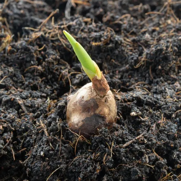 Turmeric bulb growing in soil