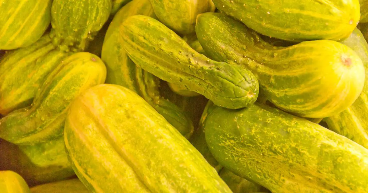 Types Of Pickling Cucumbers