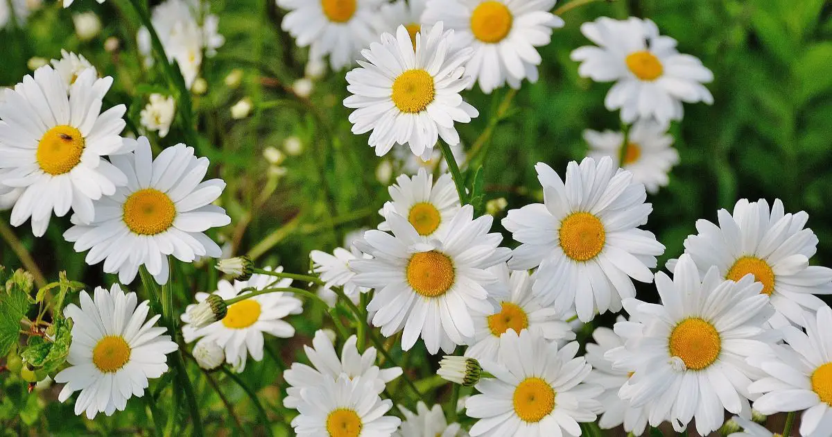 Types of daisies