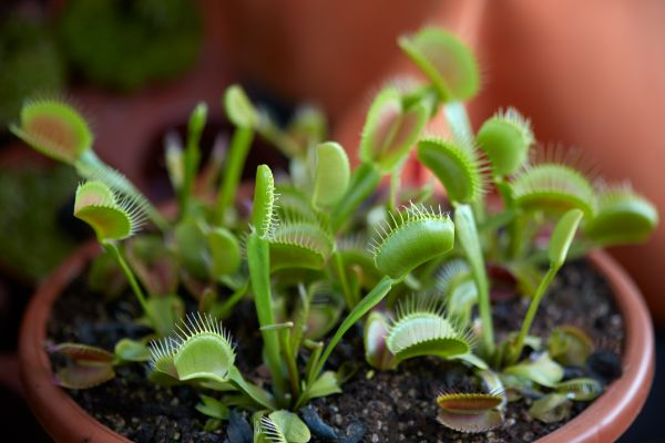 Venus flytrap growing in a pot.