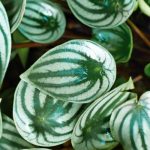 Watermelon peperomia leaves close-up.