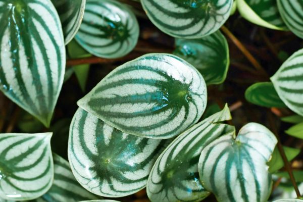 Watermelon peperomia leaves close-up.