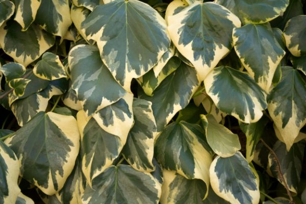 Yellow & green variegated english ivy growing in a garden.