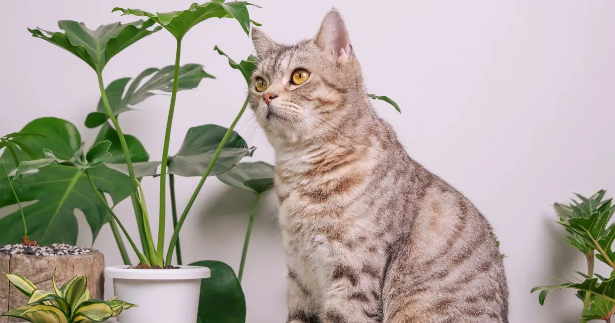 Are Monstera Plants Toxic To Cats