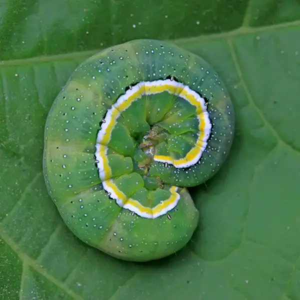 Beet armyworm curled up on a leaf