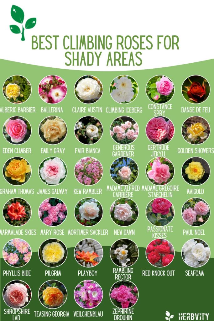 Infographic of climbing roses for shady areas