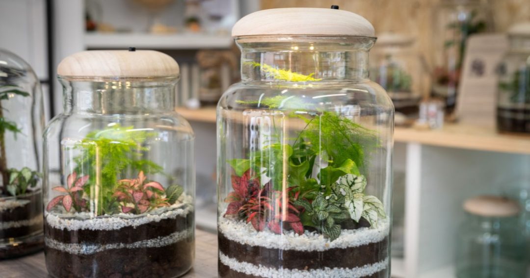 Top 20 Best Plants For A Closed Terrarium - Herbvity