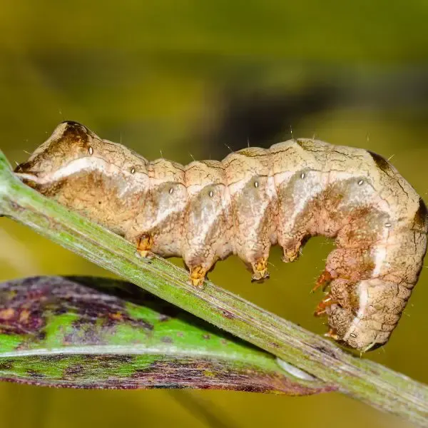 Brown caterpillar cutworm on a stem
