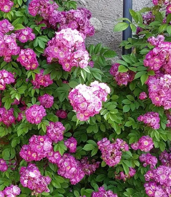 Climbing Roses For Shady Areas