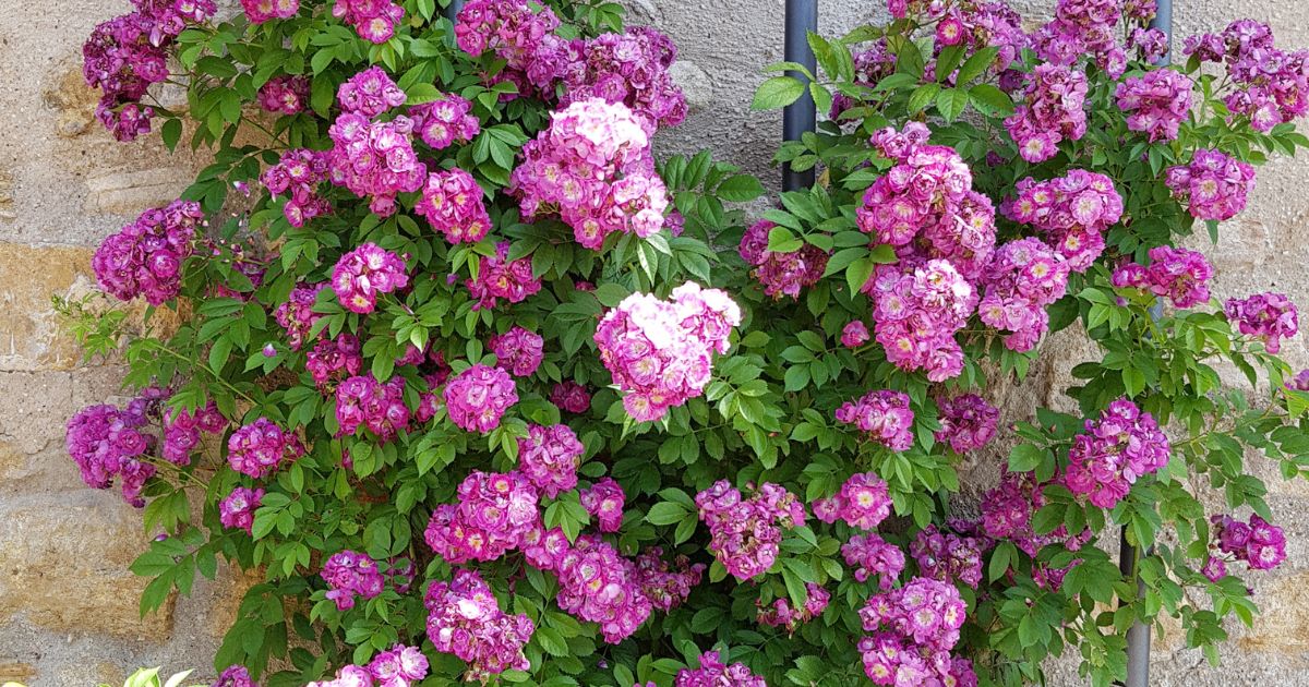 Climbing Roses For Shady Areas