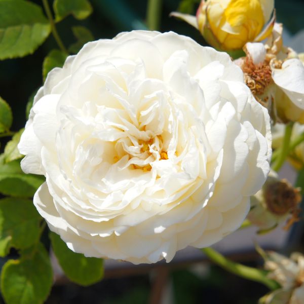 Close up of White Claire Austin English Rose