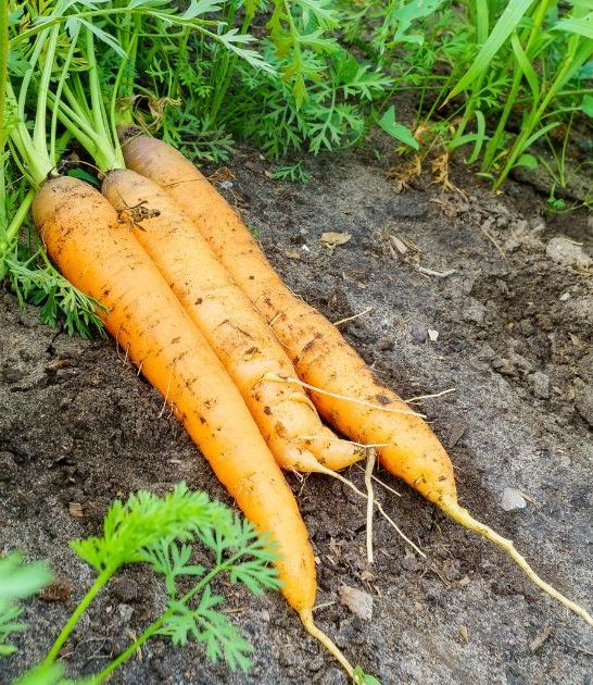 Companion plants for carrots