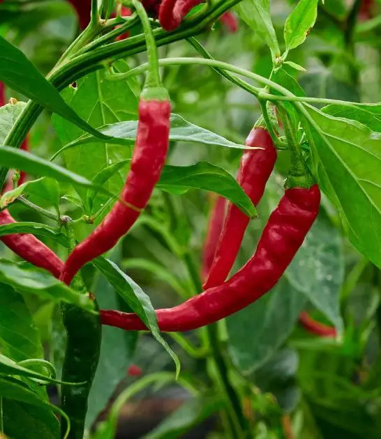 Companion plants for peppers