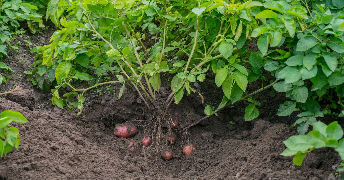 Companion plants for potatoes