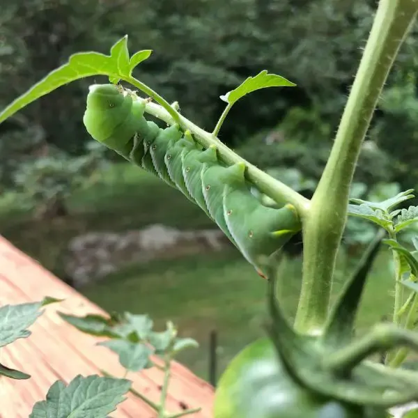Hornworm eating tomato plant