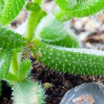 How To Care For A Pickle Plant