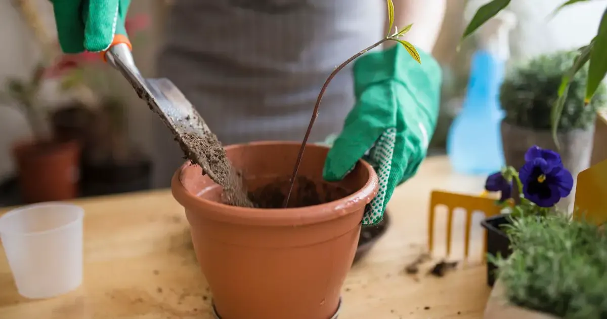 How to Grow an Avocado Tree Indoors