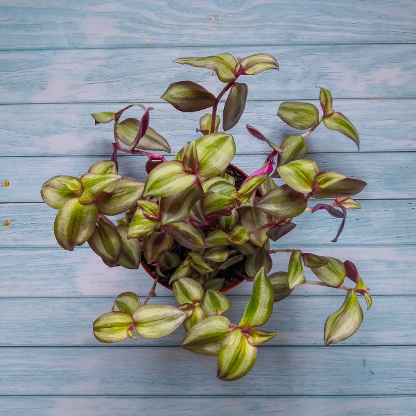 Inchplant also known as wandering jew on a blue table