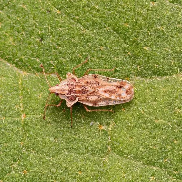 Lace bug on a leaf