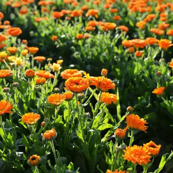 Pot marigold growing in the field.