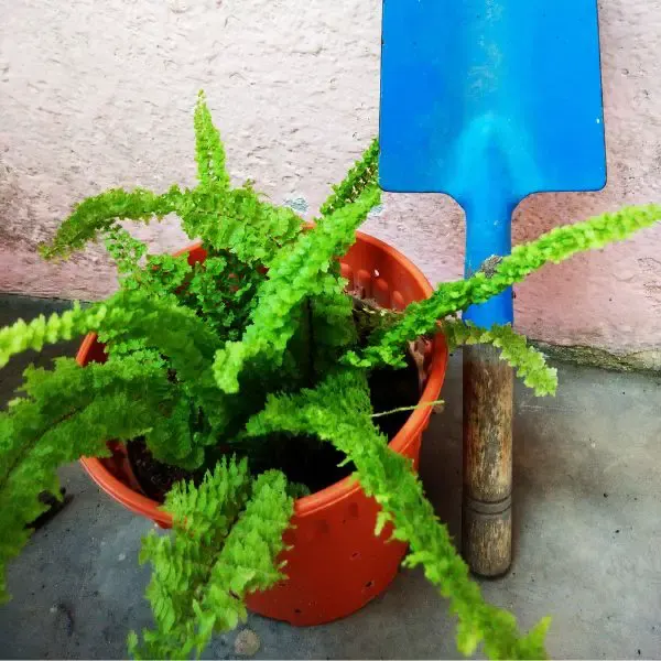 Small boston fern in a plastic pot next to a blue gardening shovel